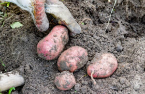 Posadite mladi krompir na vreme i uživaćete u bogatom rodu tokom cele sezone Posadite mladi krompir na vreme i uživaćete u bogatom rodu tokom cele sezone