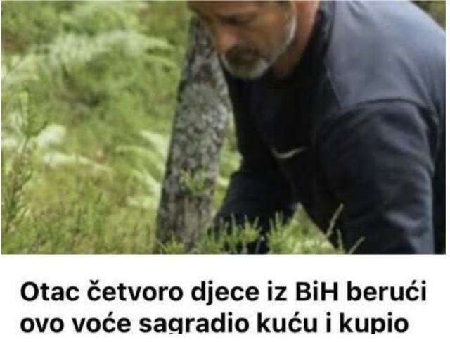 Od berbe borovnica sagradio kuću i kupio tri automobila Od berbe borovnica sagradio kuću i kupio tri automobila