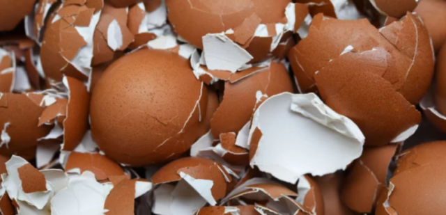 BACATE IH GODINAMA U SMEĆE, A PRAVO SU BLAGO Ljuske od jaja čiste kupatilo, hrane biljke, i čine omiljeni napitak ukusnijim nego ikad!