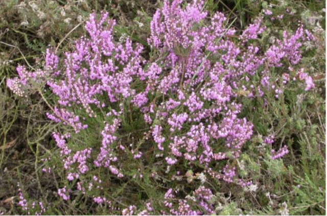 BLAGO ONIMA KOJI ZA NJOM POSEGNU: Ova izvanredna biljka otapa razne vrste kamenaca, pročišćava krv, pomaže kod reume, artritisa i gihta.