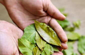 Ovaj list je u stanju da temeljno očisti pluća za samo 3 dana!