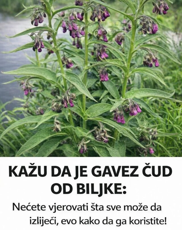 Gavez – prirodni saveznik za brže zarastanje rana i negu kože