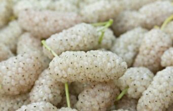 Ovo voće smo svi jeli kao mali, a skoro niko ne zna kako se zove