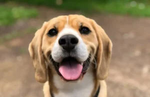 Svi su hteli da ubiju opasnog psa a starac ga je odvezao i dobio prijatelja koji ga je čuvao zauvek