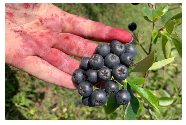 Kažu da je ovo voće najzdravije na svijetu- ubija ćelije raka, viruse i usporava starenje!