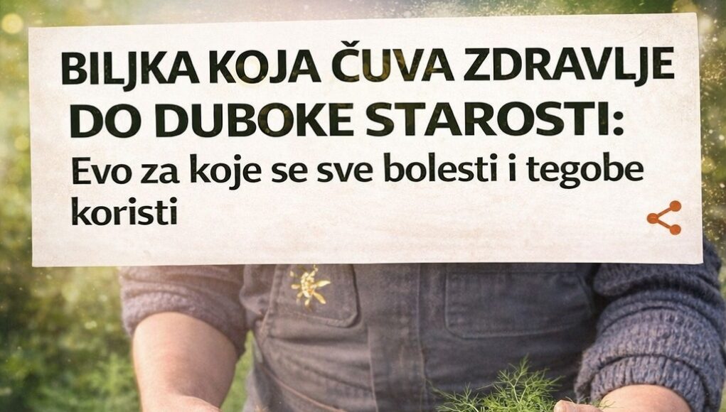BILJKA KOJA ČUVA ZDRAVLJE DO DUBOKE STAROSTI: Evo za koje se sve bolesti i tegobe koristi