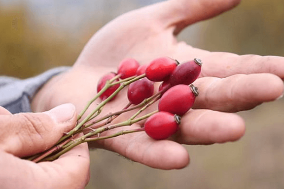 DIŽE IZ MRTVIH: Ovo je najljekovitija biljka na svijetu
