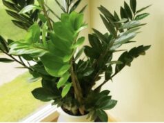 Zovu je biljkom sreće i novca: Evo šta trebate uraditi sa zamijom kad joj listovi požute