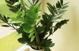 Zovu je biljkom sreće i novca: Evo šta trebate uraditi sa zamijom kad joj listovi požute