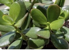 KRASULA ĆE RASTI I CVJETATI KAO LUDA: Samo pomiješajte ova dva sastojka i sipajte u saksiju