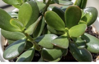 KRASULA ĆE RASTI I CVJETATI KAO LUDA: Samo pomiješajte ova dva sastojka i sipajte u saksiju