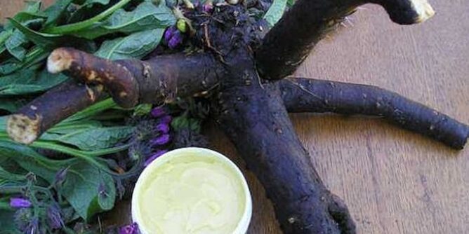 Jedna biljka i rakija, lijek za sve bolesti: Zovu je NAJLJEKOVITIJOM TINKTUROM svijeta! (RECEPT)