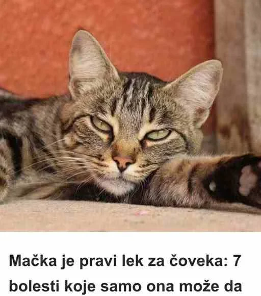Mačka je pravi lek za Č0VEKA: 7 bolesti koje SAM0 0NA može da izleči!