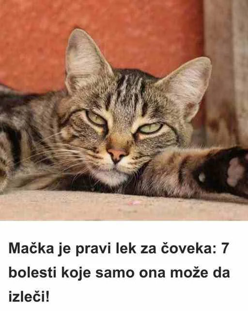 Mačka je pravi lek za Č0VEKA: 7 bolesti koje SAM0 0NA može da izleči!