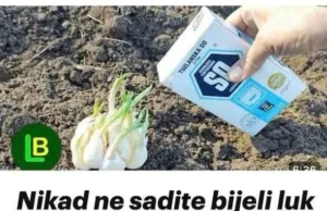 Nikad ne sadite bijeli luk bez ovoga. GLAVICE ĆE BITI ZDRAVE I KRUPNE