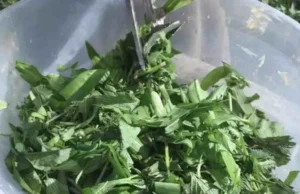 OVA BILJKA JE ZDRAVIJA OD BIJELOG LUKA: Snižava pritisak, prirodni čistač krvi, jetre i žući – UBICA SVIH OTROVA U ORGANIZMU