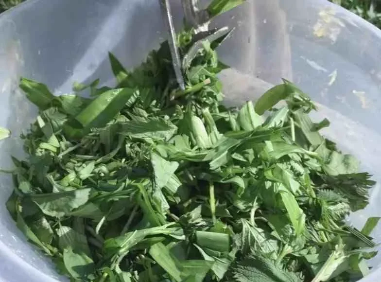 OVA BILJKA JE ZDRAVIJA OD BIJELOG LUKA- Snižava pritisak, prirodni čistač krvi, jetre i žući – UBICA SVIH OTROVA U ORGANIZMU