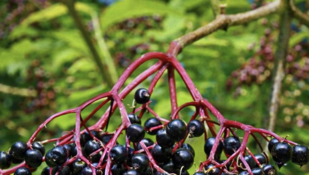 Najzdravija biljka u vašem dvorištu – Nećete verovati kolike koristi ima ova “obična” biljka!