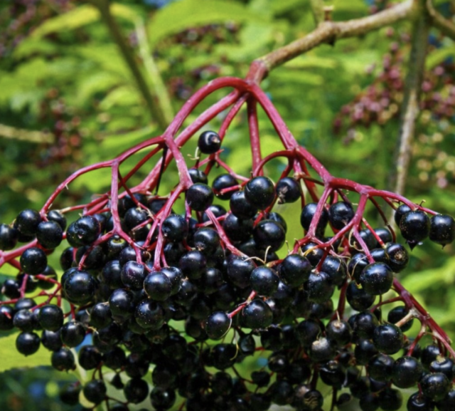 Najzdravija biljka u vašem dvorištu – Nećete verovati kolike koristi ima ova “obična” biljka!