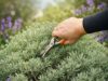 Lavanda Traži Posebnu Njegu: Kada Presaditi i Orezati za Obilno Cvjetanje