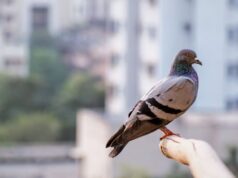 Narodno vjerovanje koje rijetko ko zna: Što znači kada vam ptica sleti na prozor ili pokuca na staklo