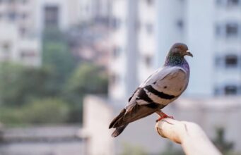 Narodno vjerovanje koje rijetko ko zna: Što znači kada vam ptica sleti na prozor ili pokuca na staklo