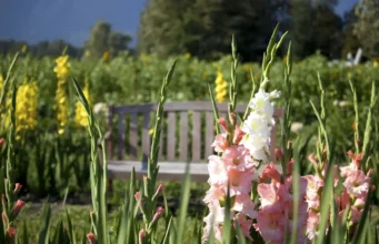Posadite ovo cveće u martu, imaćete najlepšu i najšareniju baštu celo leto