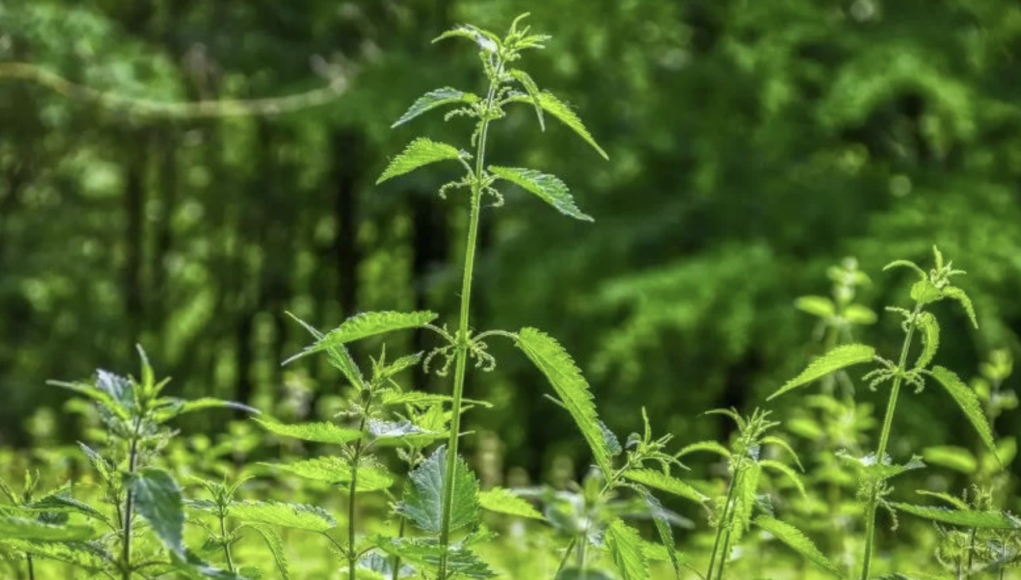Napitak od jedne biljke resetuje zdravlje! Evo kako utiče na tijelo kada ga pijete svaki dan