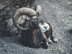 OVAN – TRI DANA KOJA MIJENJAJU SVE: Bivša ljubav se vraća, posao postaje haos, a kraj donosi nešto što niste mogli ni zamisliti!