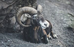 OVAN – NAREDNI DANI DONOSE UVIDE: Evo na šta bi trebalo da obratite pažnju!