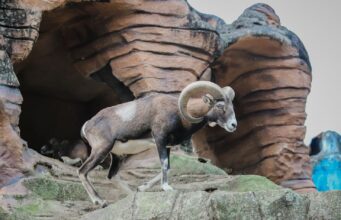 OVAN – STIŽE ONO NA ŠTA STE DUGO ČEKALI: Jedan događaj donosi olakšanje i radost!