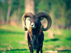 OVAN – SKRIVENA STRANA VAŠEG ZNAKA: Jedna istina menja način na koji gledate sebe!