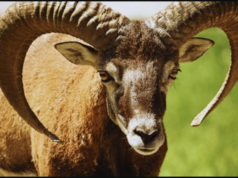 OVAN – VELIKI KARMIČKI HOROSKOP ZA NAREDNU NEDELJU: BITNI DANI I JOŠ BITNIJI TRENUCI, MNOGO TOGA SE MENJA, evo šta vam sve stiže!