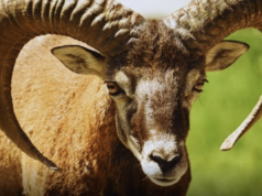 OVAN – DNEVNI HOROSKOP ZA UTORAK 7. APRIL: NAJVAŽNIJI DAN OD POČETKA GODINE, BITNA PROMENA I POVRATAK PROŠLOSTI U JEDNOM DANU, evo šta vas ostavlja bez teksta!