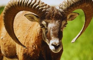 OVAN – RAZLOG ZA OSMIJEH JE PRED VAMA: Naredni period donosi ostvarenje jedne želje!