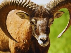 OVAN – DNEVNI HOROSKOP ZA ČETVRTAK 9. APRIL: ZNAK SUDBINE na koji čekate mesecima, pa nešto potpuno neverovatno, evo šta vam sve dolazi!