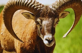 OVAN – DNEVNI HOROSKOP ZA SREDU 8. APRIL: Osoba koja vam se NE JAVLJA upravo danas donosi odluku o vama